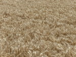 FZ030693 Wheat field.jpg